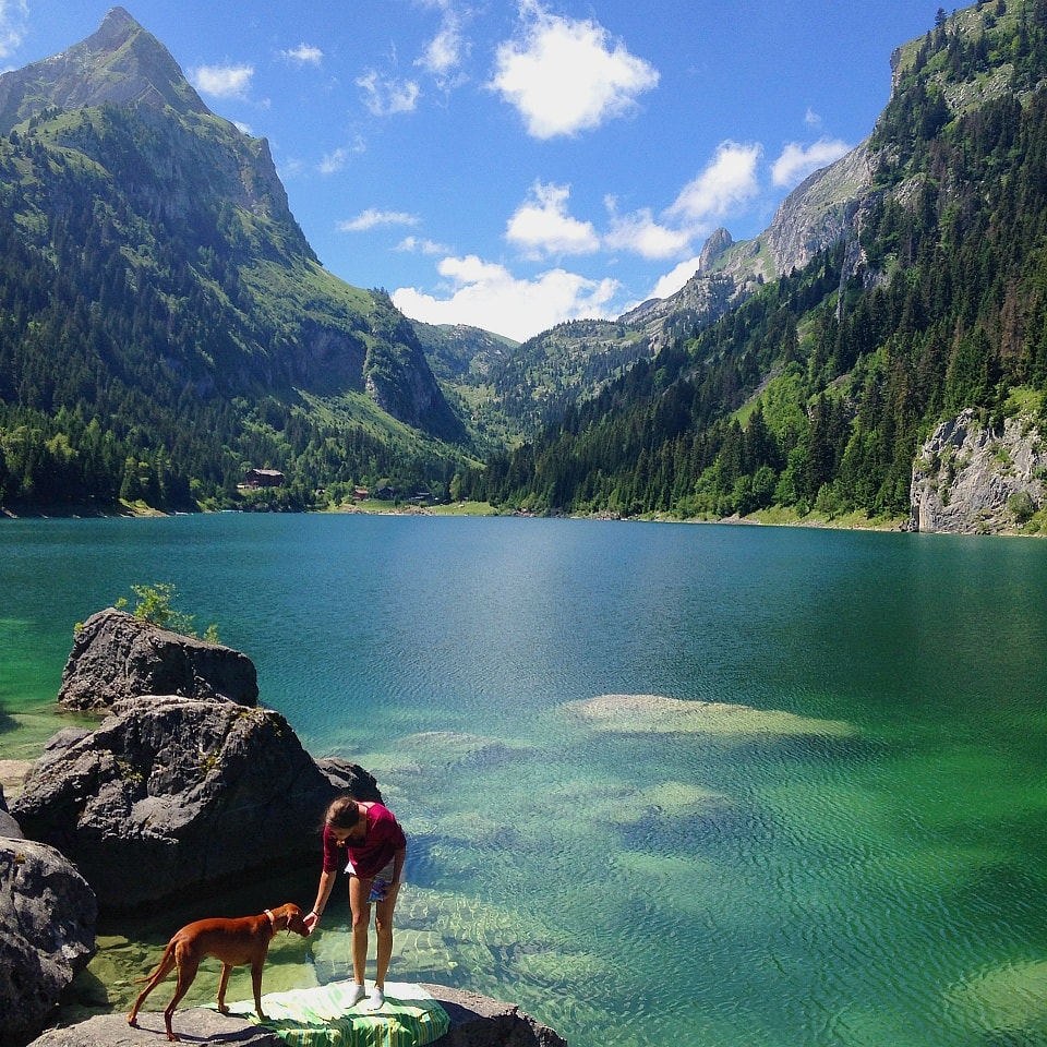 TrustedHousesitters review