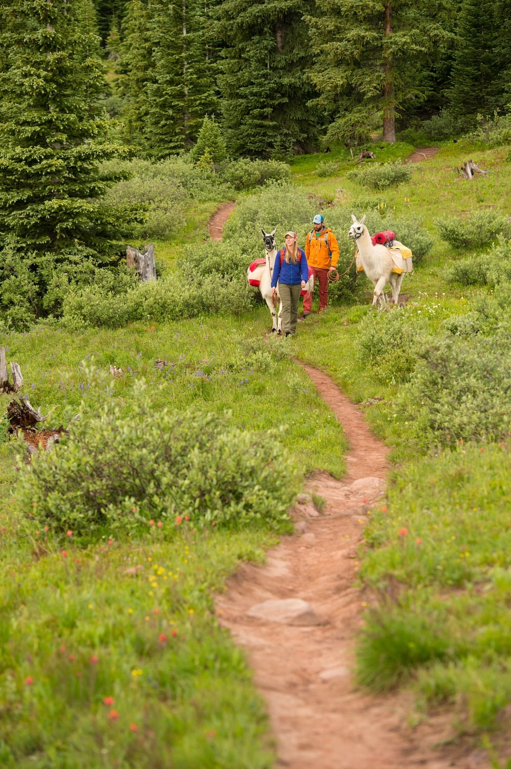 Hike with a llama in Vail, Colorado in summer