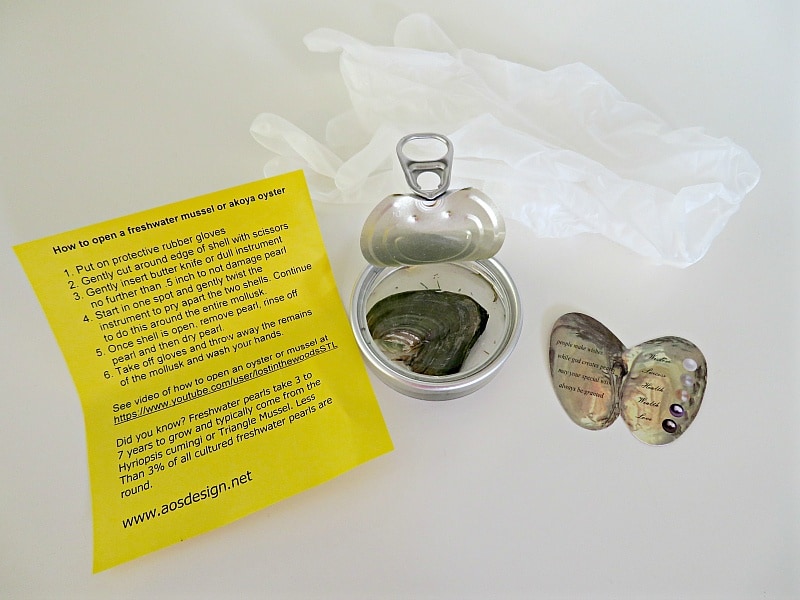 Find your own pearl oyster kit from AOS Design