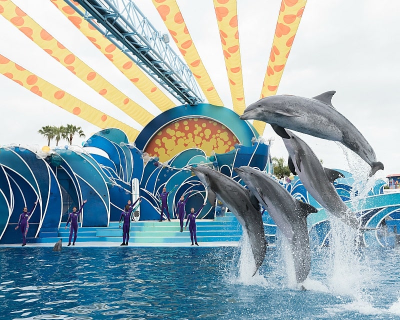 Dolphin Days will wow the whole family ~ 12 Tips for SeaWorld San Diego