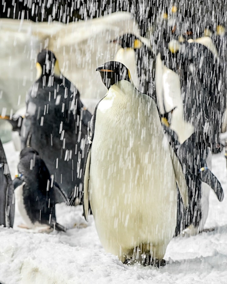 When it's hot outside, cool down at the Penguin Encounter ~ 12 Tips for SeaWorld San Diego with Kids