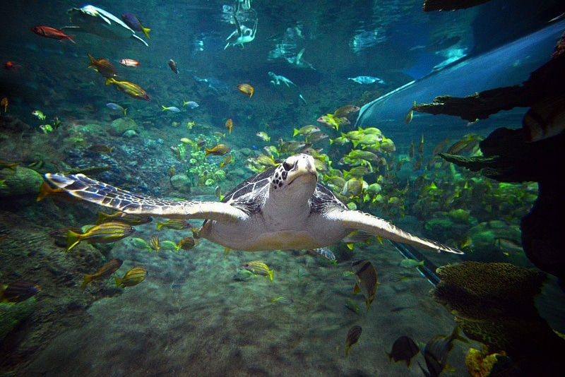 Sea Turtle Reef ~ 12 Tips for SeaWorld San Diego with Kids