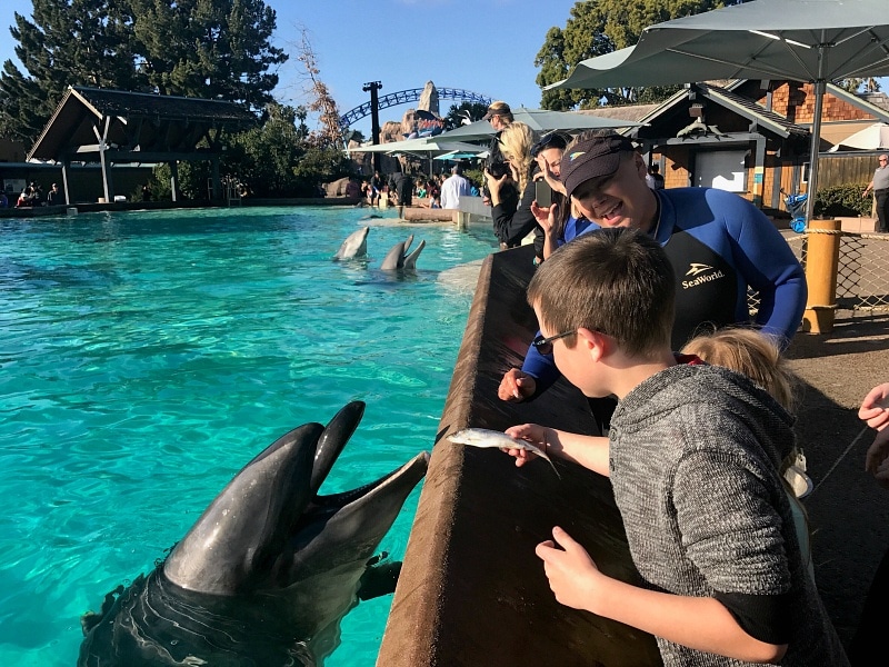 Kids and adults get a chance to feed dolphins during a Dolphin Encounter ~ 12 Tips for SeaWorld San Diego with Kids