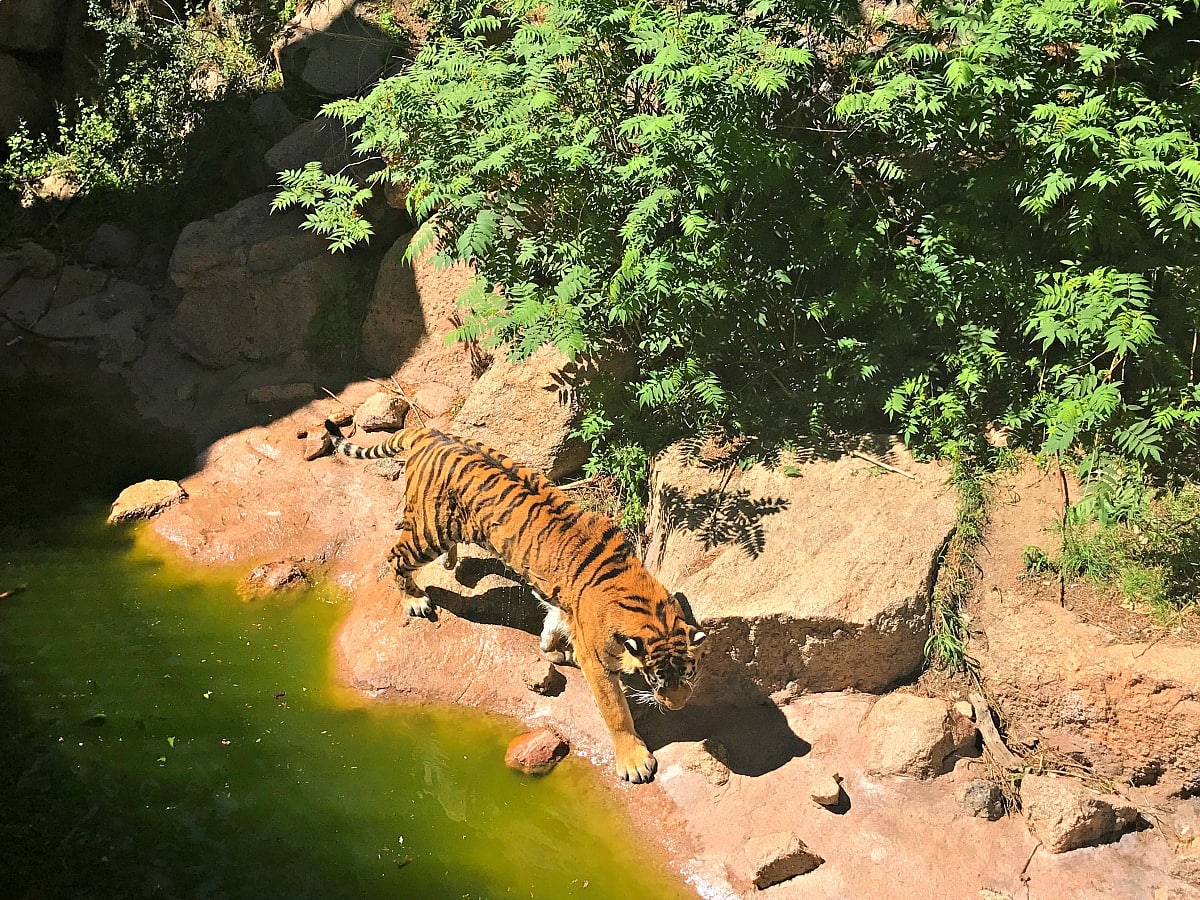 This tiger took a dip to cool off during our visit to Cheyenne Mountain Zoo ~ 9 Amazing Adventures in Canon City and Colorado City