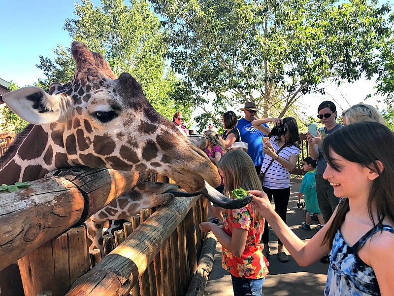 Feeding giraffes at Cheyenne Mountain Zoo ~ 9 Amazing Adventures in Canon City and Colorado Springs for Families