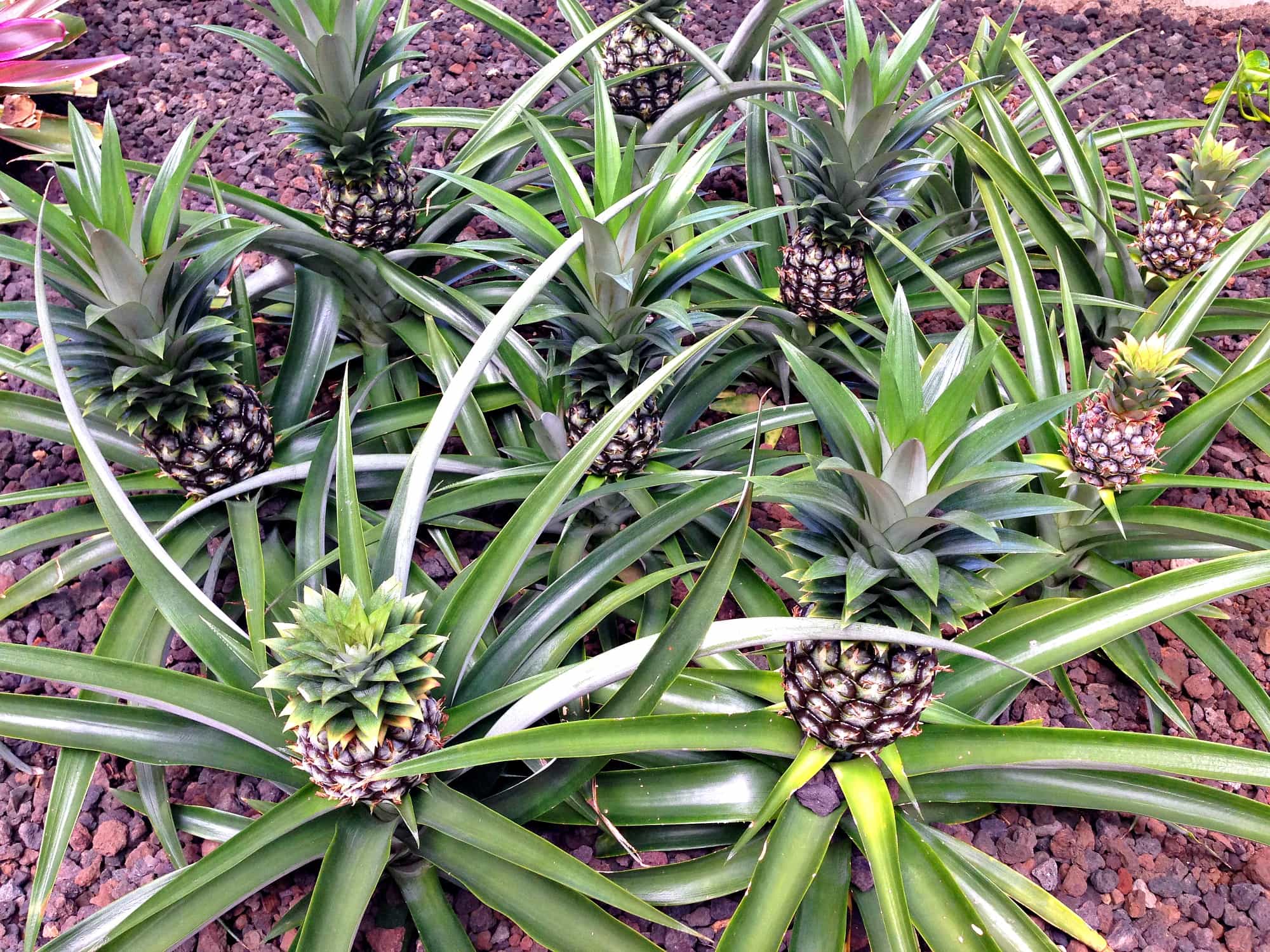 Hyatt Regency Maui Resort and Spa pineapples