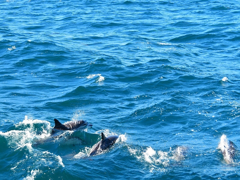 Dolphins on the way to Channel Islands ~ Unique things to do in Ventura County, California with kids