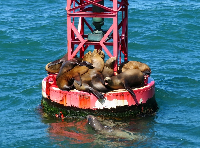 Sea lions galore spotted on the way to the Channel Islands ~ 7 unique things to do in Ventura County California with kids