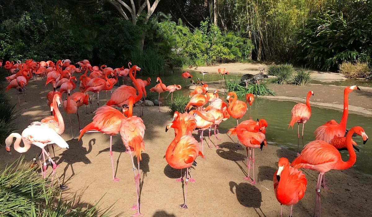 Kids love the flamingo exhibit near San Diego Zoo entrance