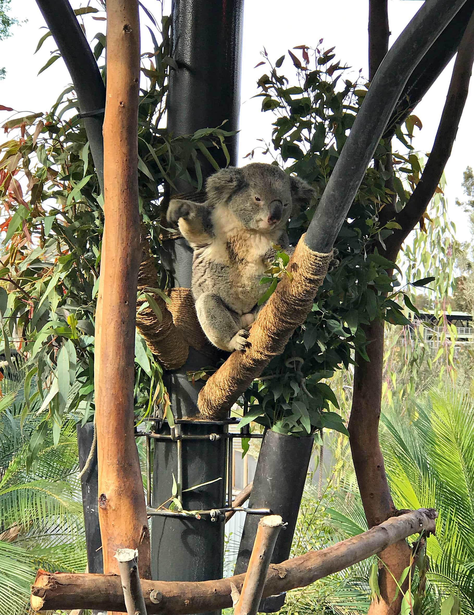 This koala at San Diego Zoo looks like he's waving hello, doesn't he?