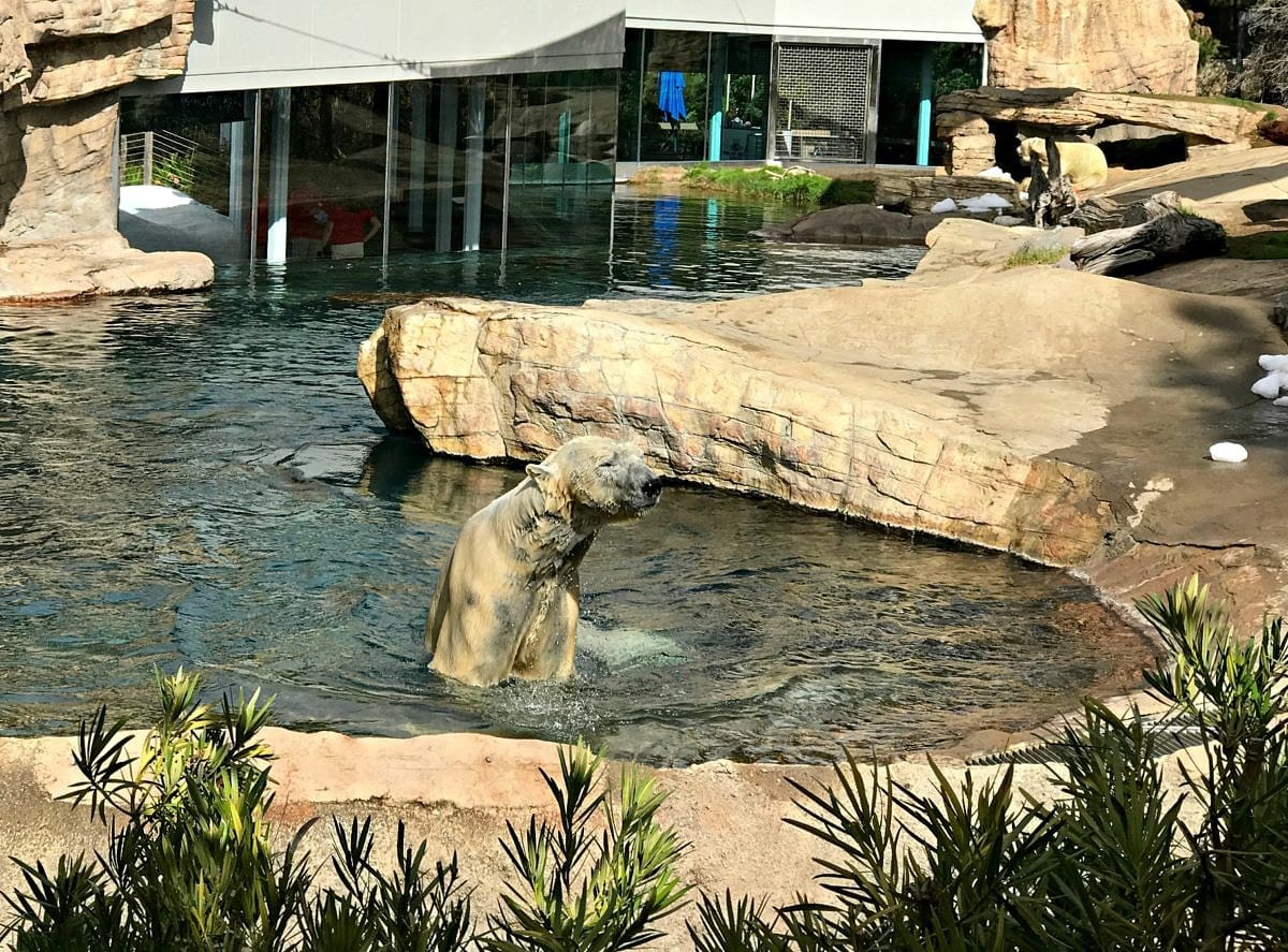 A polar bear swimming at San Diego Zoo