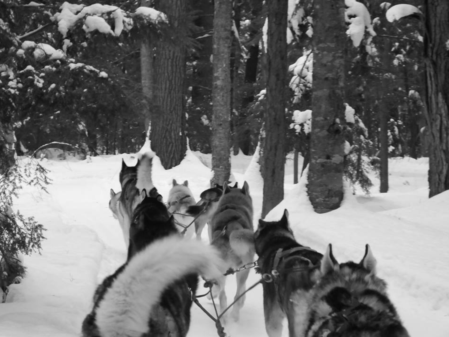 Dog-sledding through a forest in Quebec's Outaouais