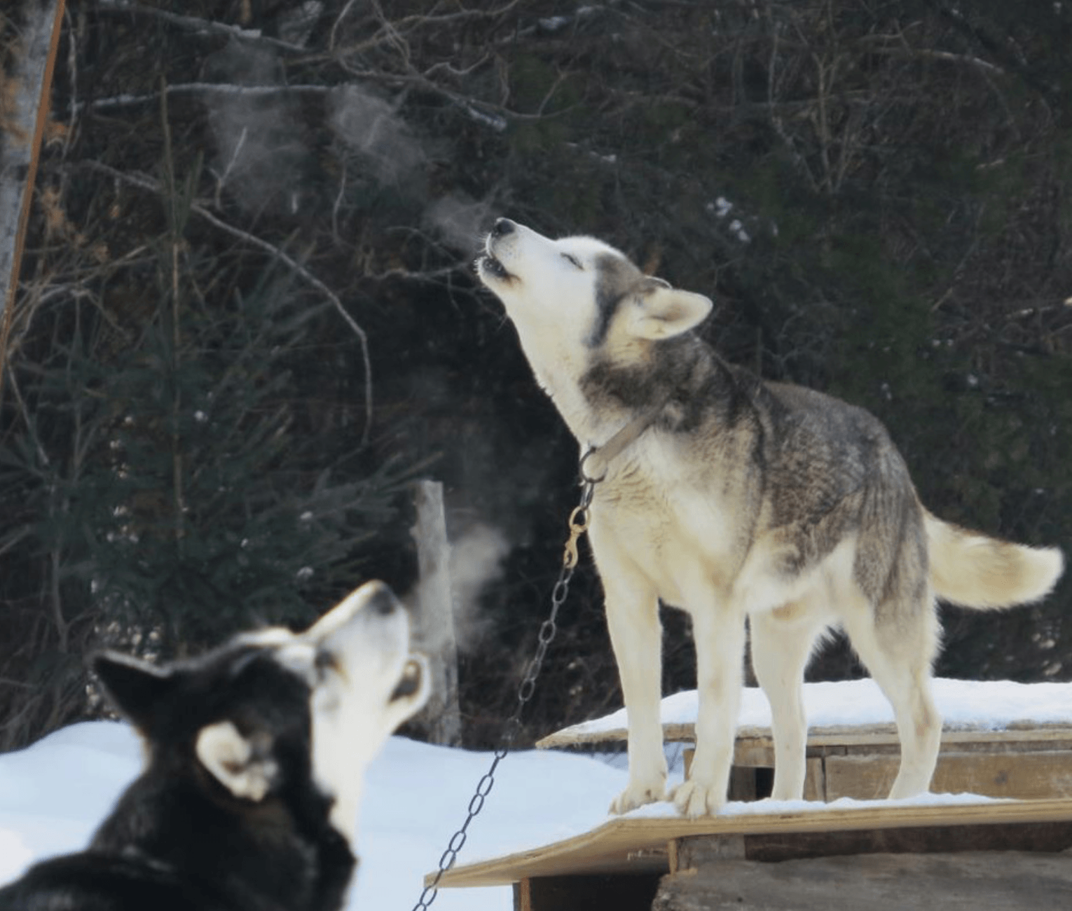 Sled dogs at Chiens-Traineaux Petite Nation, where dog-sledding is not for wimps