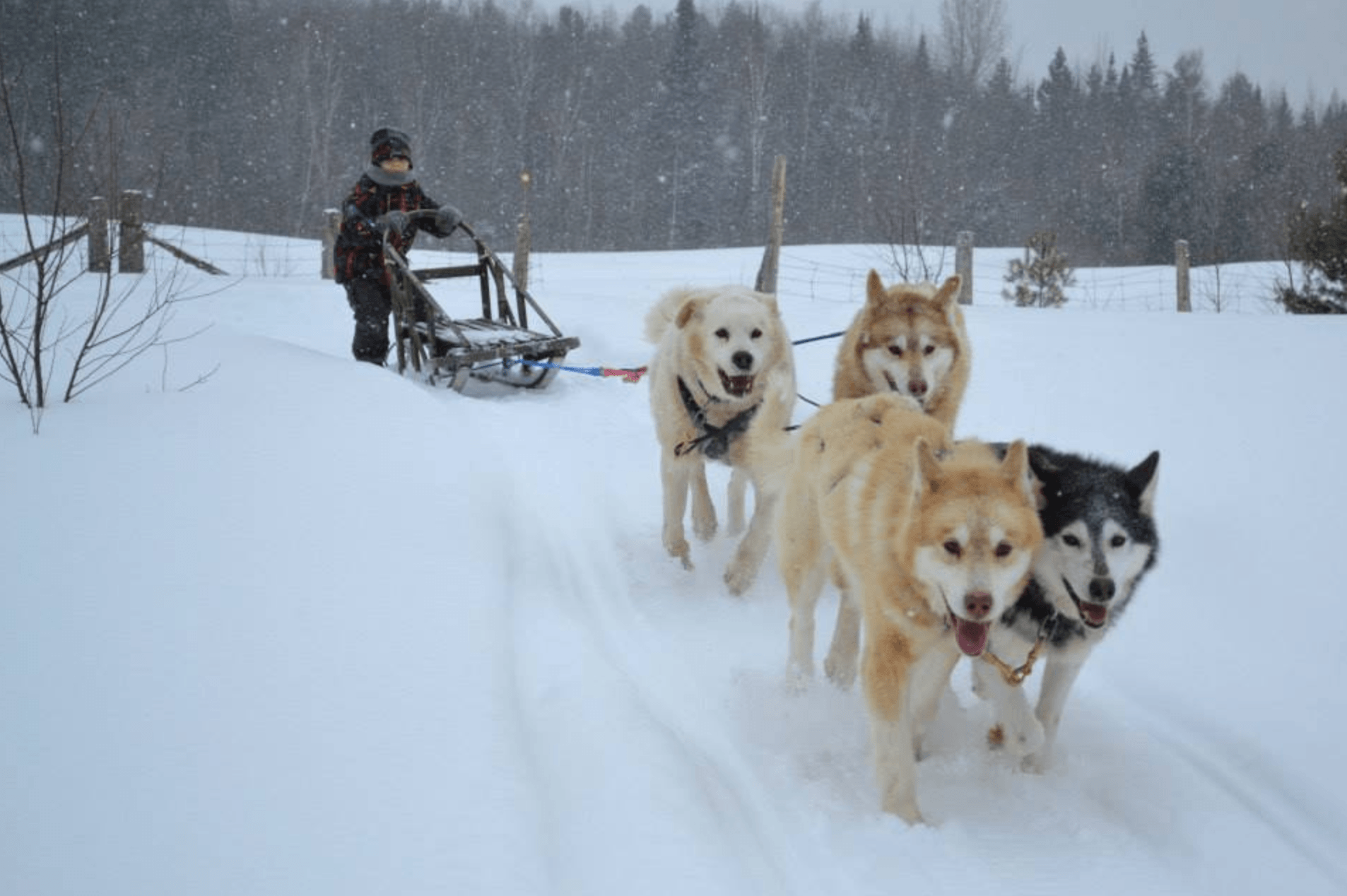 Children as young as 12 can drive their own dog-sledding team at Chiens-Traineaux Petite-Nation 