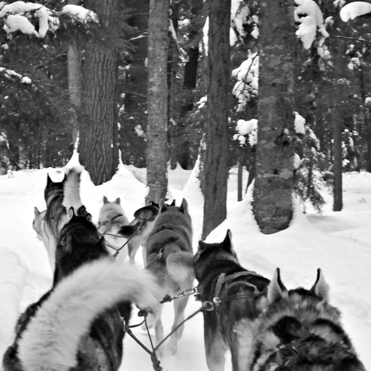 dog-sledding in outaouais, quebec