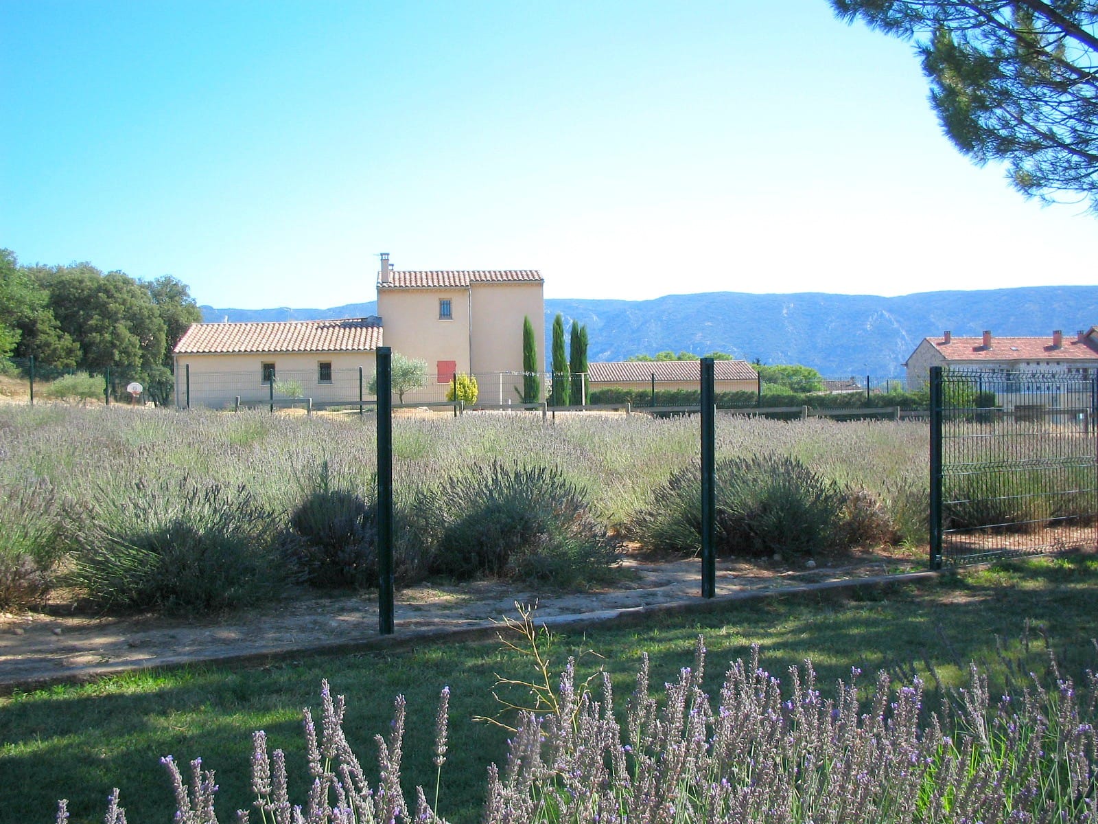 Museum of Lavender in the town of Coustellet in Luberon