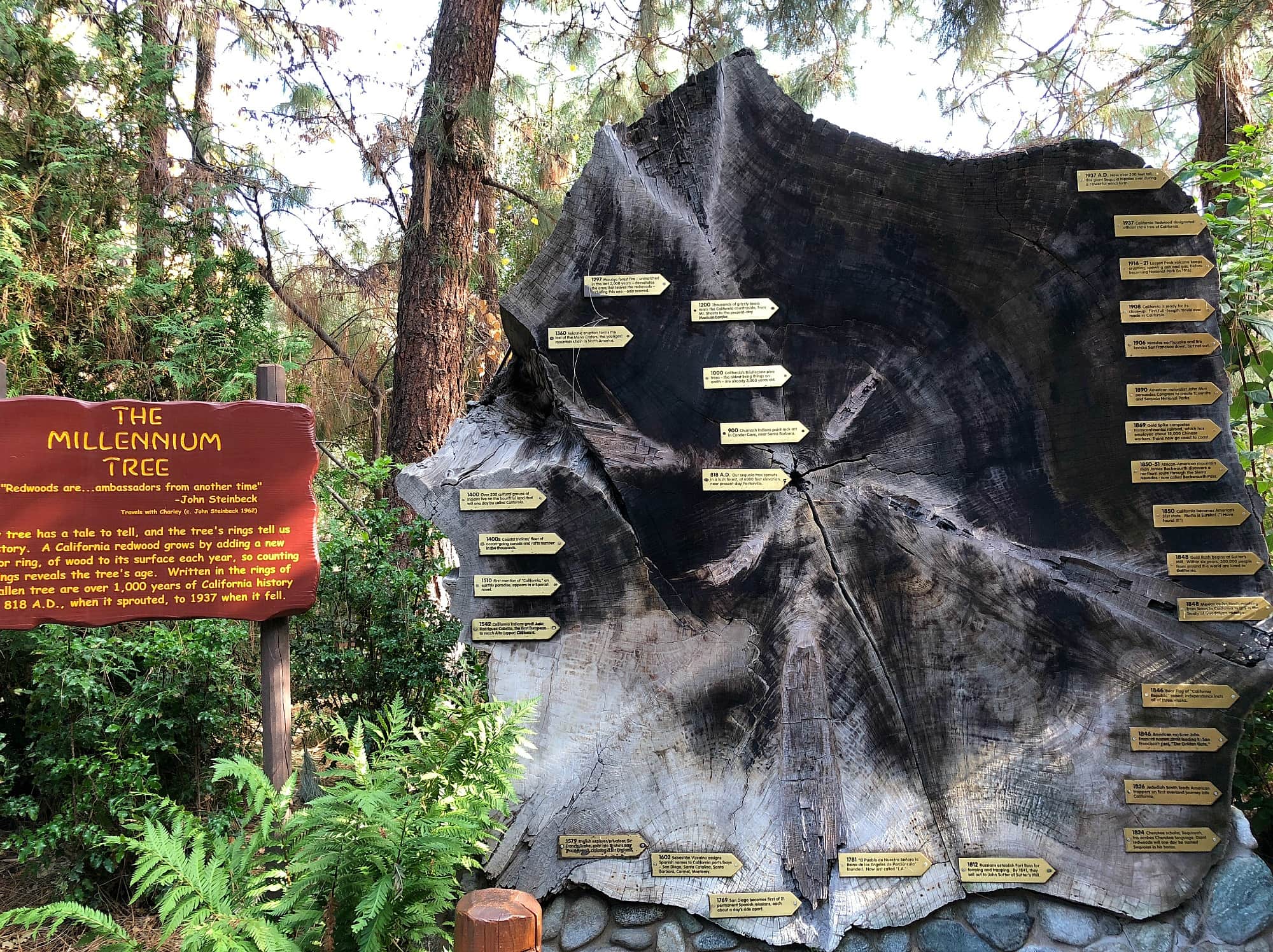 This real tree in the Redwood Challenge Trail teaches natural history ~ Educational Things to Do at Disneyland with Kids