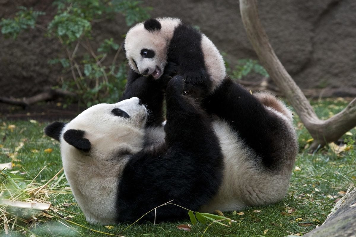 Home to pandas, the San Diego Zoo is one of the most well-known and beloved zoos in the world ~ California with Kids