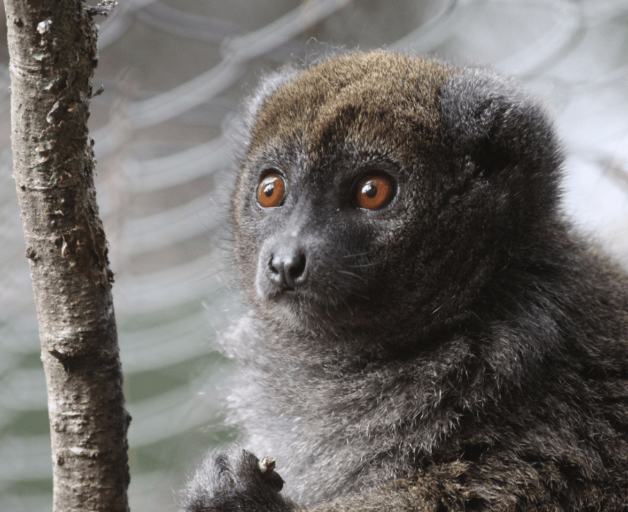 Fray bamboo lemur at Montpellier Zoo