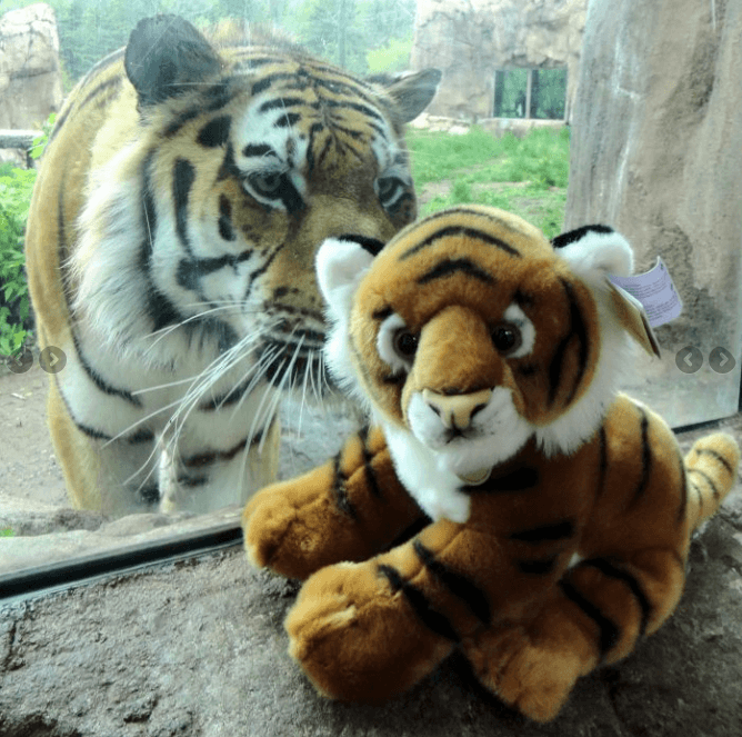 A tiger at the Lake Superior Zoo checks out a stuffed toy through the exhibit's glass 