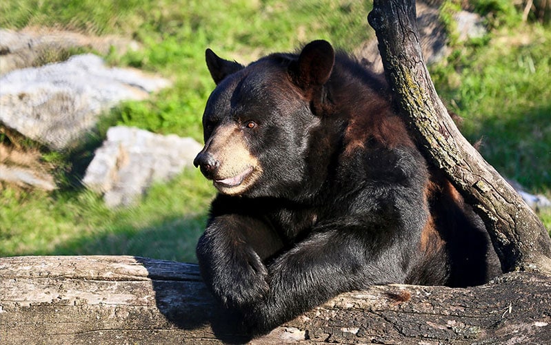 View animals like this black bear at ZooAmerica in Hershey, Pennsylvania with kids