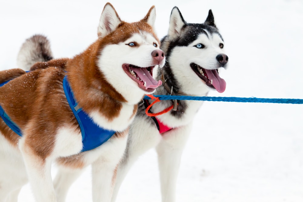 Dog-sledding in Juneau, Alaska is something your family will always remember! 