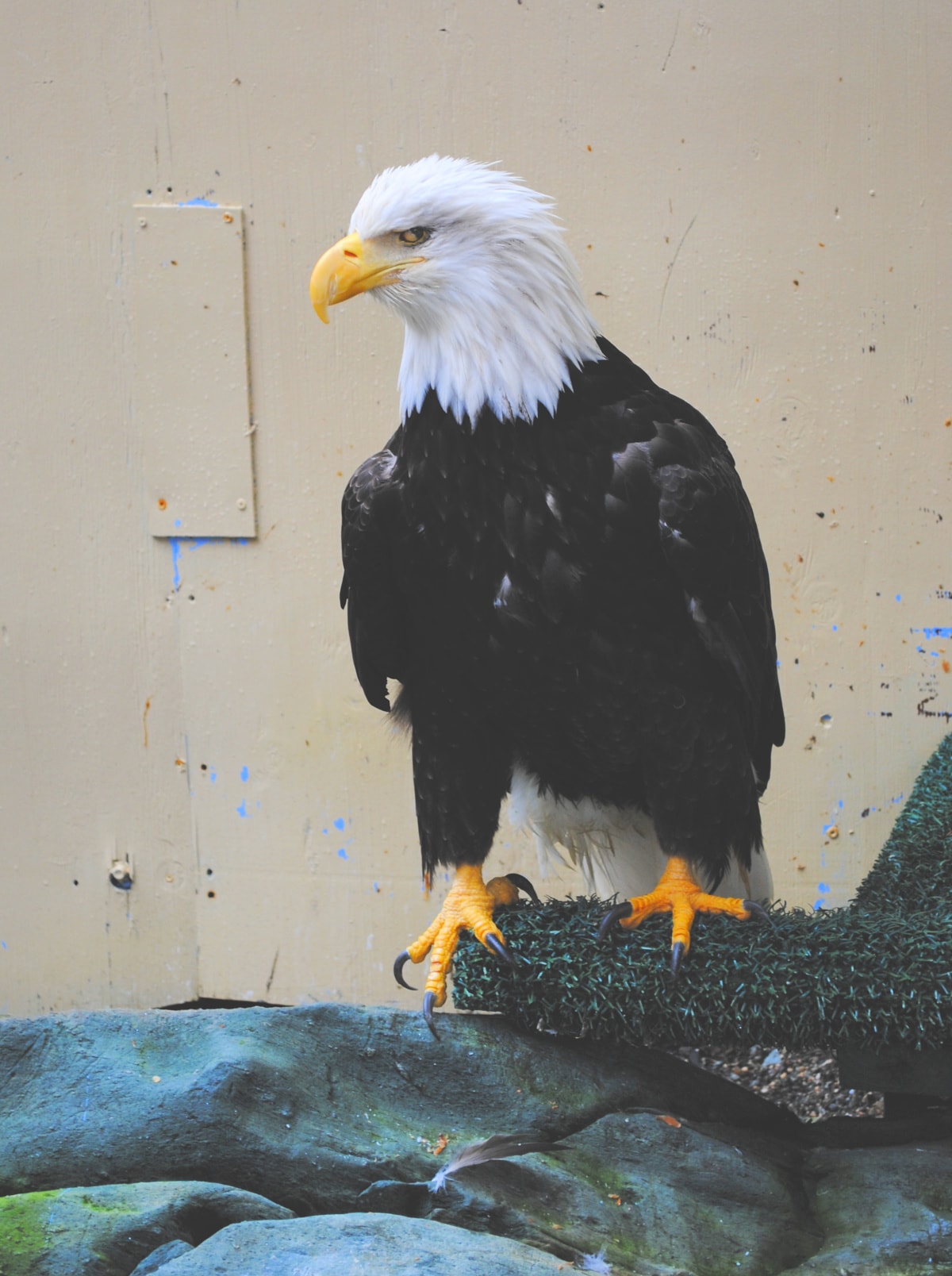 A rescued bald eagle at Juneau Raptor Center in Juneau, Alaska with kids