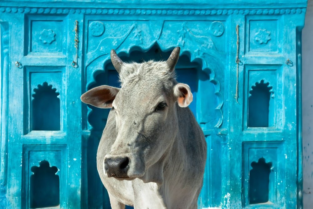 A holy cow in Madhya Pradesh, India 