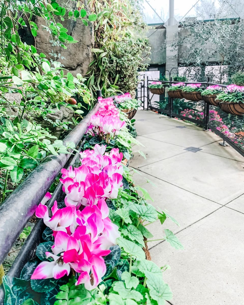 Families can find flowers year-round at the ABQ BioPark Botanic Garden in Albuquerque thanks to two indoor greenhouses