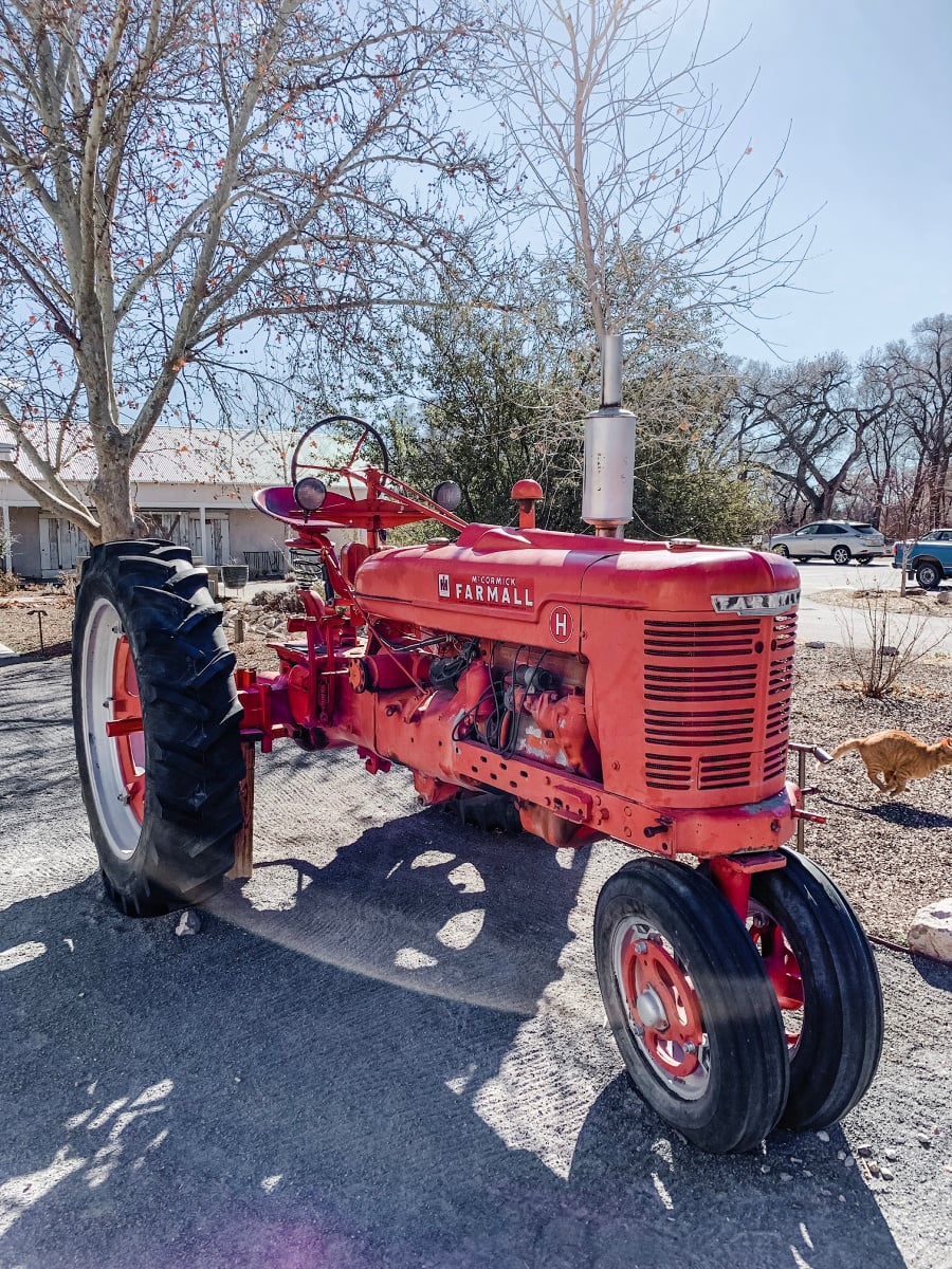 Mouse the orange cat zipping past this tractor at Los Poblanos Historic Inn and Organic Farm