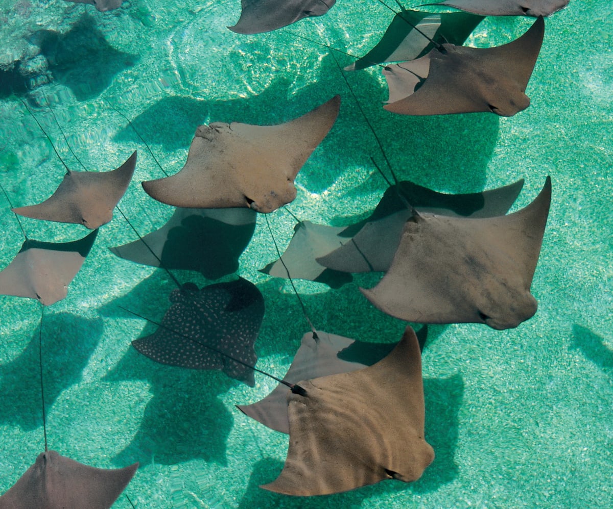 View sea animals like rays in the world's largest open air marine habitat at Atlantis Bahamas with kids (Photo credit: Atlantis)