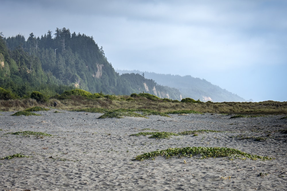 Gold Bluffs Beach in Northern California