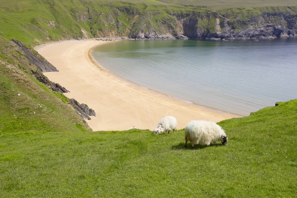 Sheep near the coast in County Donegal, Ireland