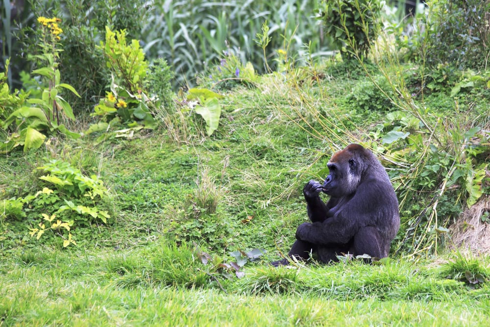 Western lowland gorilla at Dublin Zoo, one of the oldest zoos in Europe 