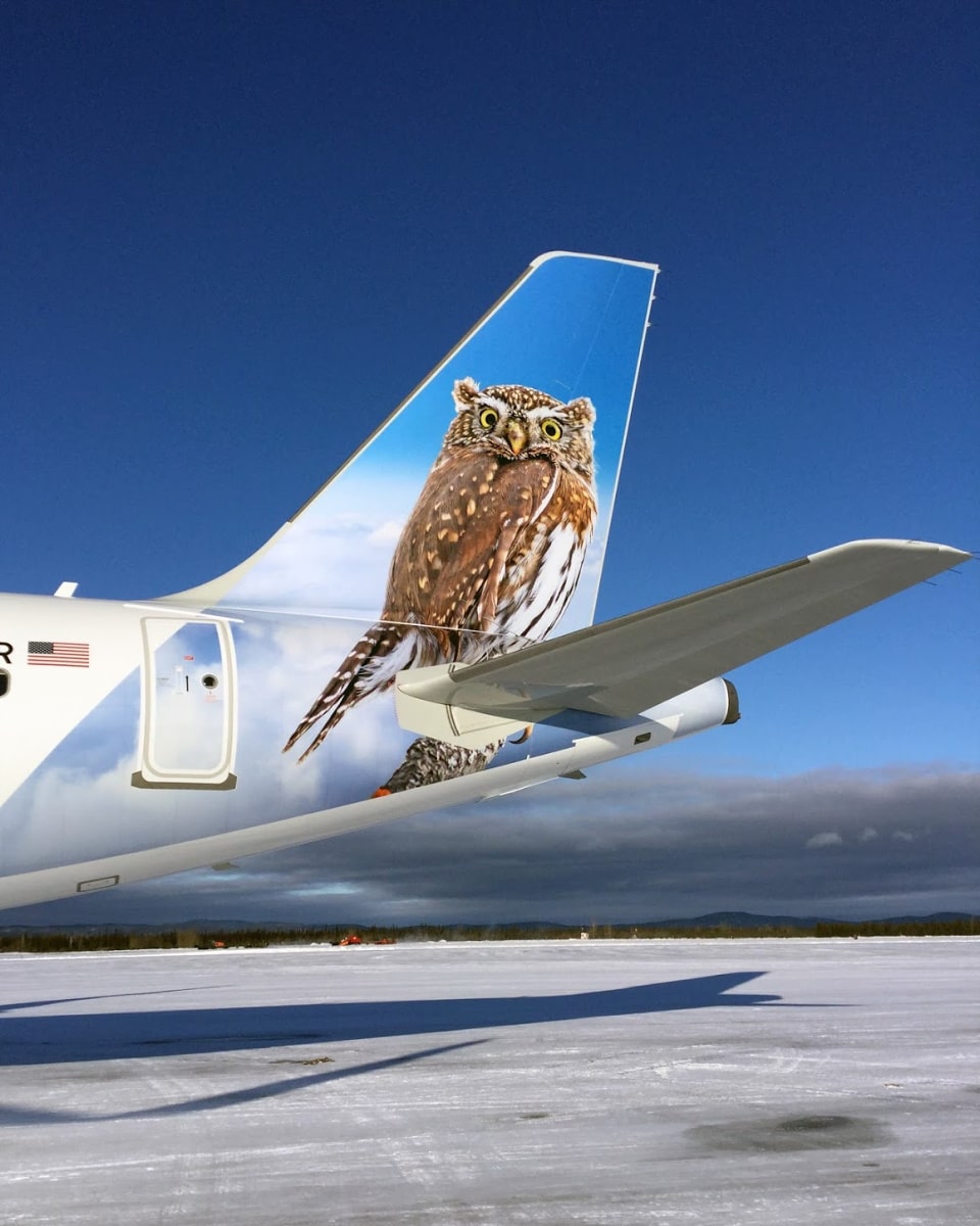 Every Frontier Airlines airplane features an animal on its tail, like Otto the Owl 