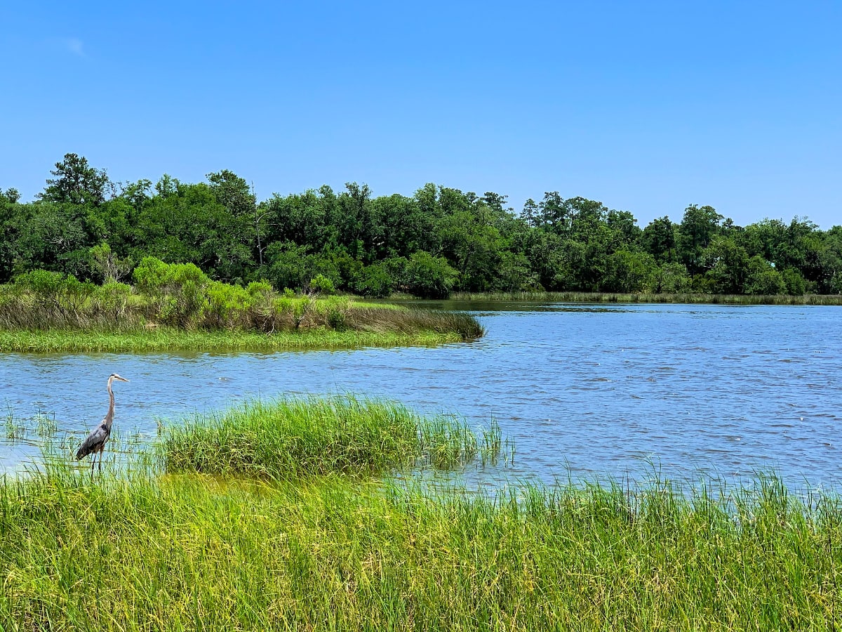 Great Blue Heron at Gulf Islands National Seashore