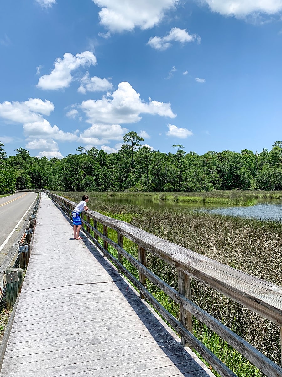 Looking for wild alligators at Gulf Islands National Seashore at Davis Bayou with kids