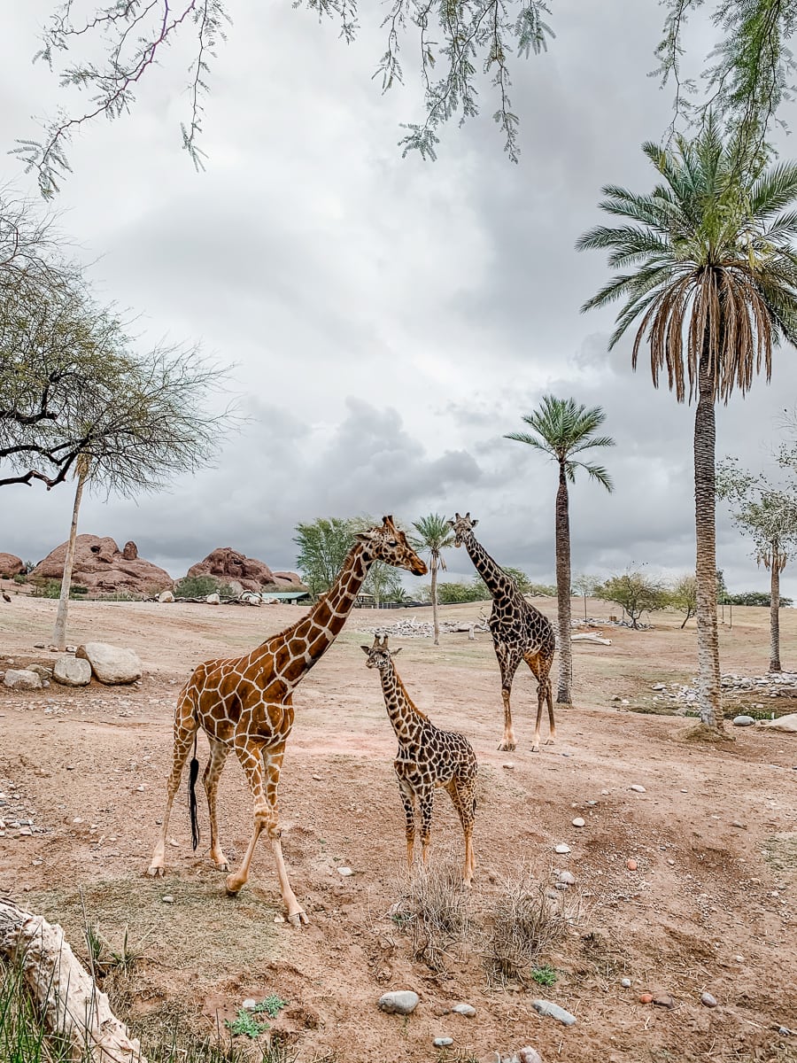 A family of giraffes at the Phoenix Zoo