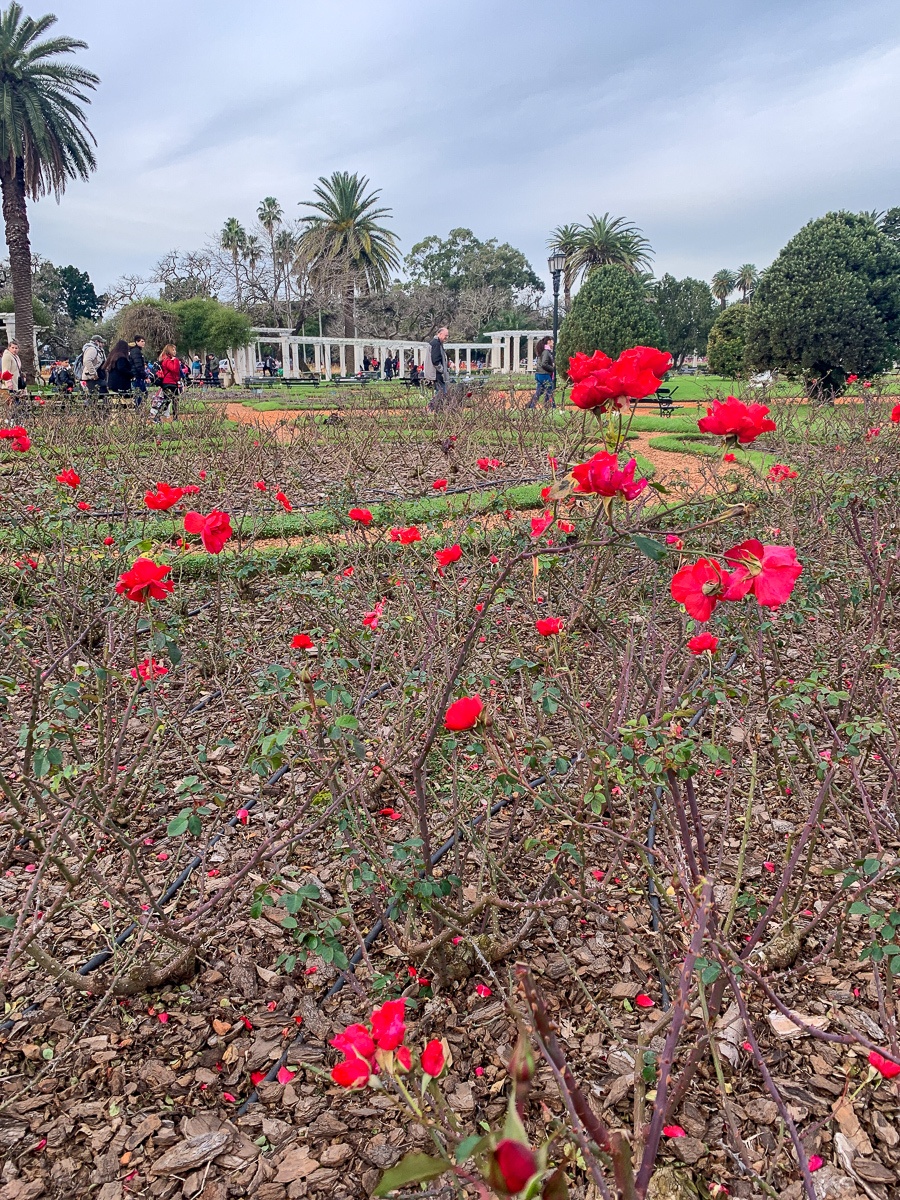 Rose Garden in winter at Parque Tres de Febrero 