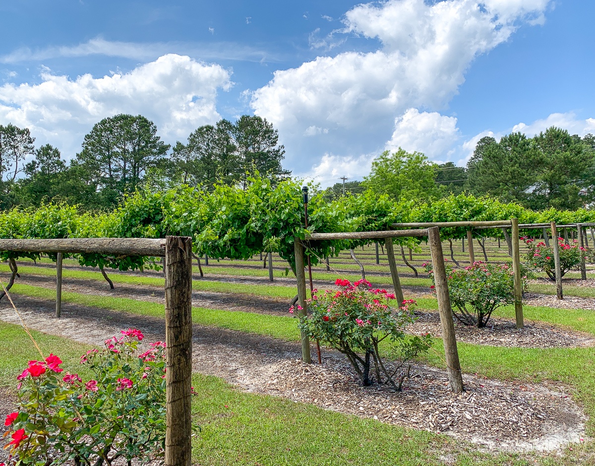 La Belle Amie Winery near Myrtle Beach for adults