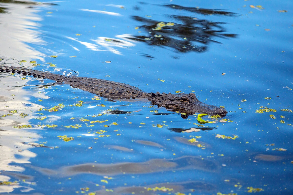 Alligator in New Orleans swamp Louisiana