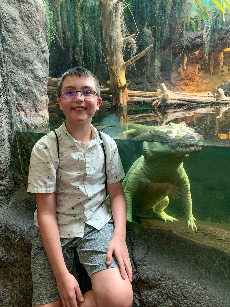 Leucistic white alligator at Audubon Aquarium of the Americas