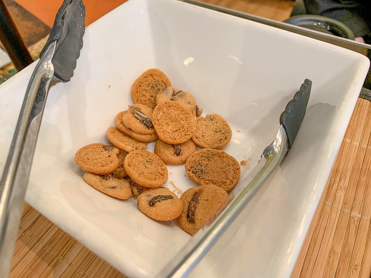 Cricket chip cookies at the Audubon Insectorium in New Orleans