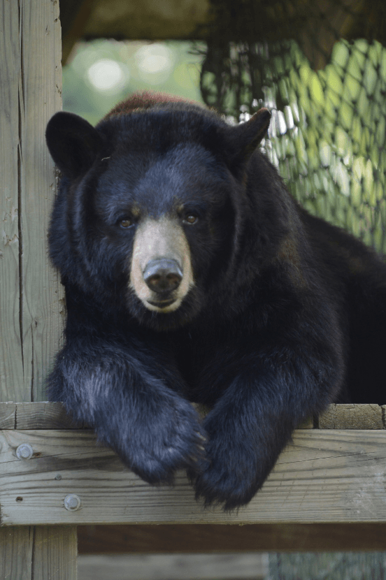 Black bear in the Louisiana Swamp Exhibit at the Audubon Zoo 