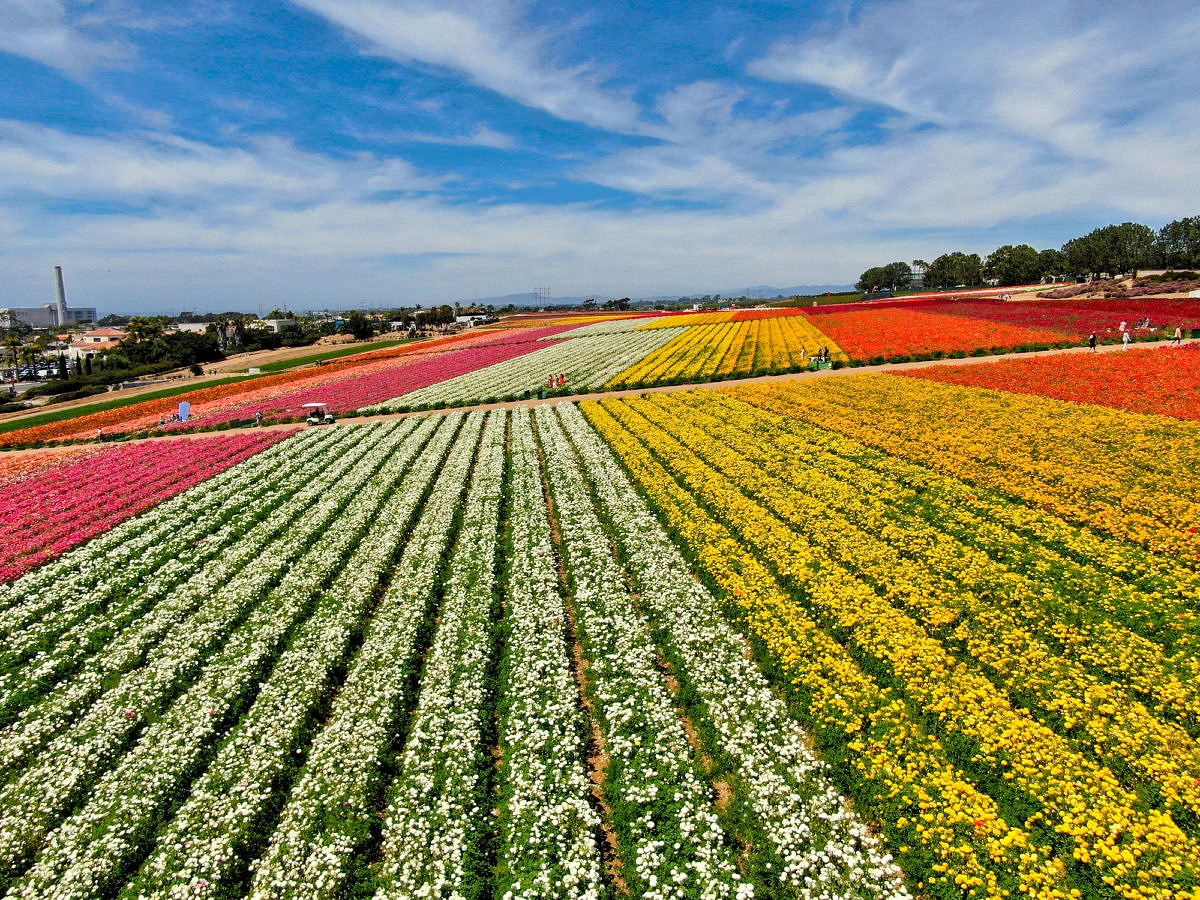 Carlsbad Flower Fields in San Diego County