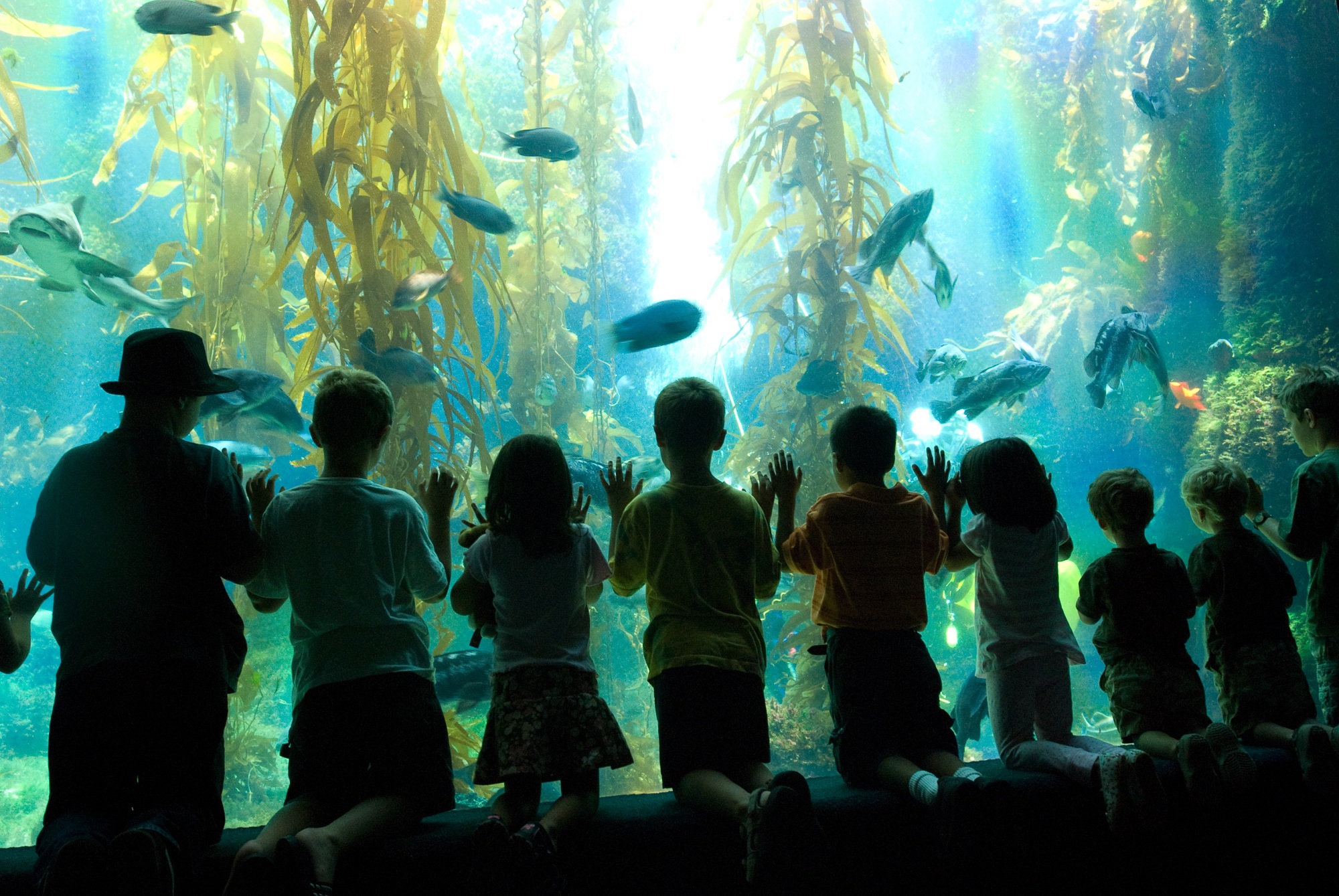 Scripps Birch Aquarium in San Diego with kids