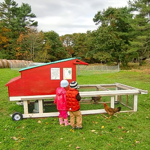 Wolfe's Neck farm with kids