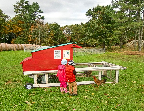 Kids and chickens at Wolfe's Neck Farm in fall