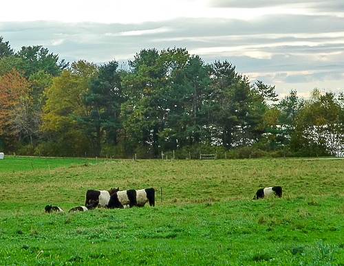 Belted Galloway cows at Wolfe's Neck Farm in Freeport, Maine