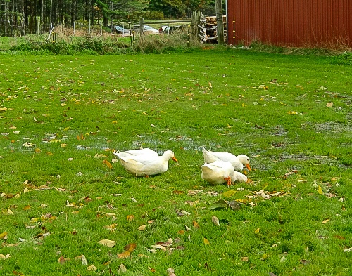 Wolfe's Neck Farm ducks at Fall Festival